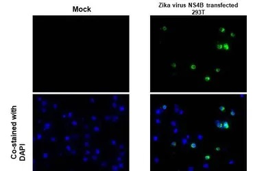 Immunohistochemistry paraffin embedded sections - Anti-Zika virus NS4B protein antibody [HL1663] (AB308183), expandable thumbnail