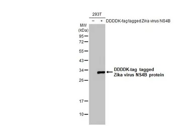 Western blot - Anti-Zika virus NS4B protein antibody [HL1663] (AB308183), expandable thumbnail