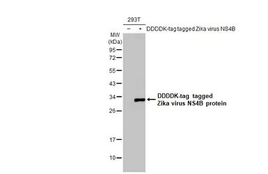 Western blot - Anti-Zika virus NS4B protein antibody [HL1663] (AB308183)