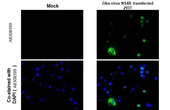 Immunohistochemistry (Formalin/PFA-fixed paraffin-embedded sections) - Anti-Zika virus NS4B protein antibody [HL1664] (AB308399)
