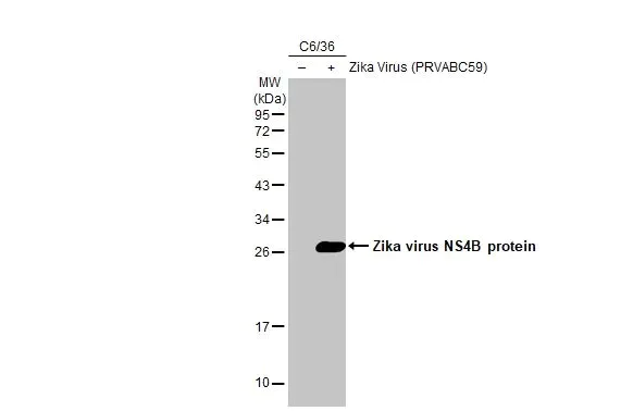 Western blot - Anti-Zika virus NS4B protein antibody [HL1664] (AB308399)