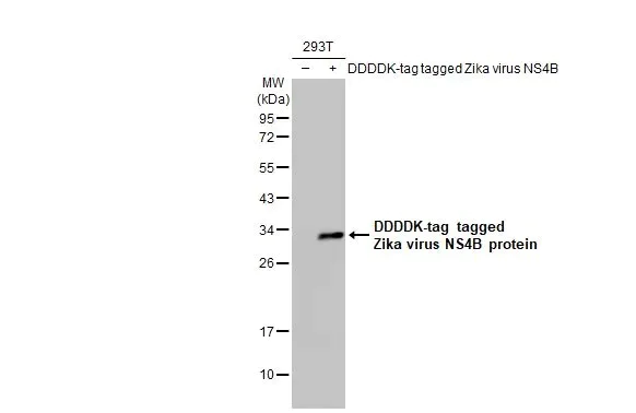 Western blot - Anti-Zika virus NS4B protein antibody [HL1664] (AB308399)