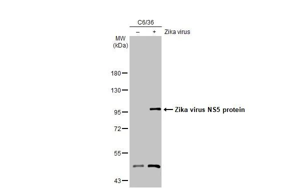 Western blot - Anti-Zika virus NS5 protein antibody [HL2154] - BSA and Azide free (AB327552)