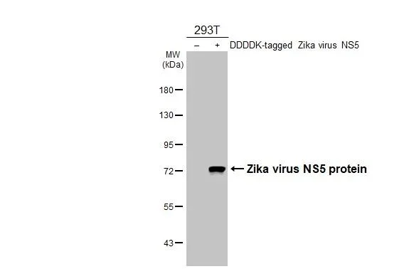 Western blot - Anti-Zika virus NS5 protein antibody [HL4455] - BSA and Azide free (AB327616)