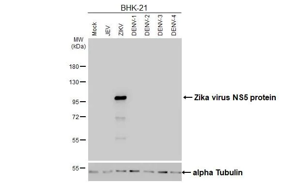 Western blot - Anti-Zika virus NS5 protein antibody [HL4455] - BSA and Azide free (AB327616)
