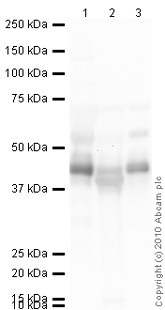 Western blot - Anti-Zinc Alpha 2 Glycoprotein antibody (AB47116)