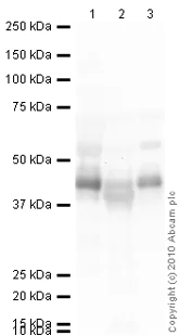 Western blot - Anti-Zinc Alpha 2 Glycoprotein antibody (AB47116)