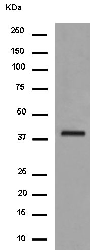 Western blot - Anti-Zinc Alpha 2 Glycoprotein antibody [EPR14425(B)] (AB180574)