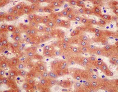 Immunohistochemistry (Formalin/PFA-fixed paraffin-embedded sections) - Anti-Zinc Alpha 2 Glycoprotein antibody [EPR14425(B)] - BSA and Azide free (AB250225)