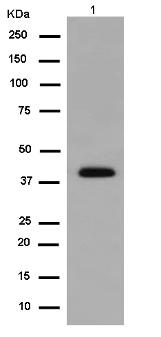 Western blot - Anti-Zinc Alpha 2 Glycoprotein antibody [EPR14425(B)] - BSA and Azide free (AB250225)