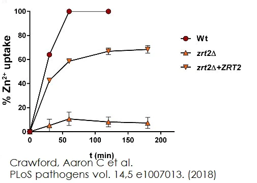 Functional Studies - Zinc Assay Kit (Colorimetric) (AB102507)