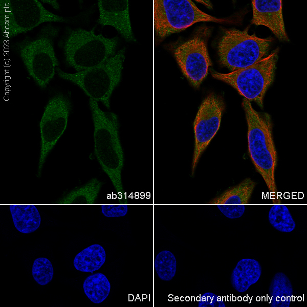 Immunocytochemistry/ Immunofluorescence - Anti-Zinc finger antiviral protein antibody [EPR28538-63] - BSA and Azide free (AB314900)
