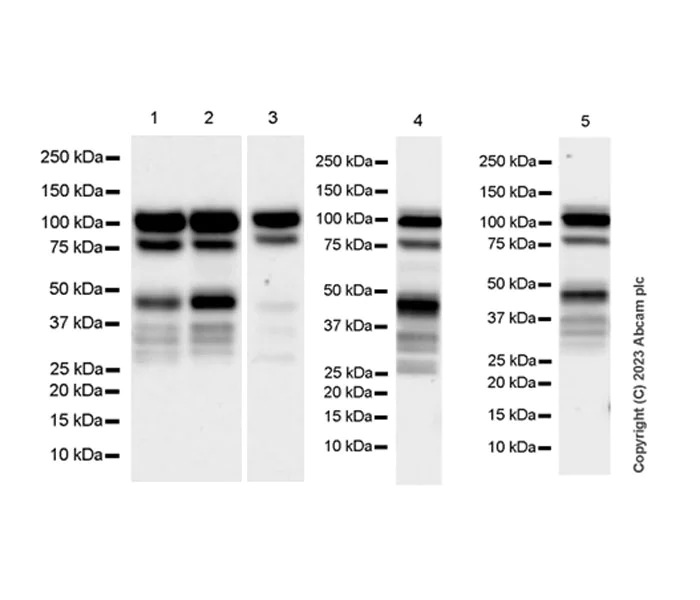 Western blot - Anti-Zinc finger antiviral protein antibody [EPR28538-63] - BSA and Azide free (AB314900)