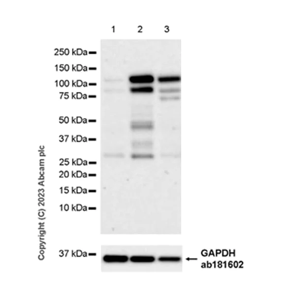 Western blot - Anti-Zinc finger antiviral protein antibody [EPR28538-63] - BSA and Azide free (AB314900)