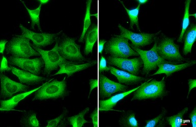 Immunocytochemistry/ Immunofluorescence - Anti-Zinc finger antiviral protein antibody [HL1884] - BSA and Azide free (AB313866), expandable thumbnail