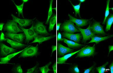 Immunocytochemistry/ Immunofluorescence - Anti-Zinc finger antiviral protein antibody [HL1884] - BSA and Azide free (AB313866)