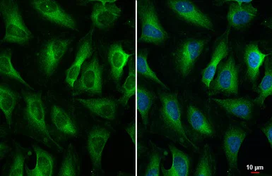 Immunocytochemistry/ Immunofluorescence - Anti-Zinc finger antiviral protein antibody [HL1884] - BSA and Azide free (AB313866)