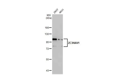 Western blot - Anti-Zinc finger antiviral protein antibody [HL1884] - BSA and Azide free (AB313866)