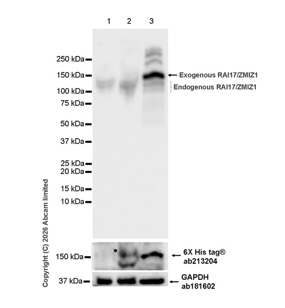 Western blot - Anti-Zinc finger MIZ domain-containing protein 1 antibody [EPR29807-525] (AB326070)