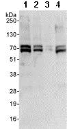 Western blot - Anti-Zinc finger protein 276 antibody (AB85761)