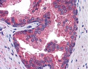 Immunohistochemistry (Formalin/PFA-fixed paraffin-embedded sections) - Anti-ZIP-10 antibody (AB117556)