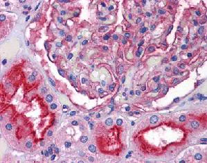 Immunohistochemistry (Formalin/PFA-fixed paraffin-embedded sections) - Anti-ZIP-10 antibody (AB117556)