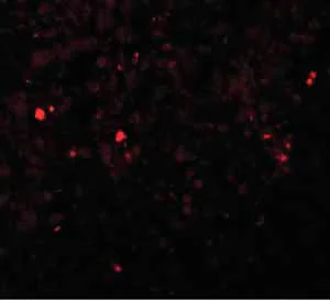 Immunocytochemistry/ Immunofluorescence - Anti-ZIP-13 antibody (AB106586)