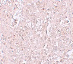 Immunohistochemistry (Formalin/PFA-fixed paraffin-embedded sections) - Anti-ZIP-13 antibody (AB106586)