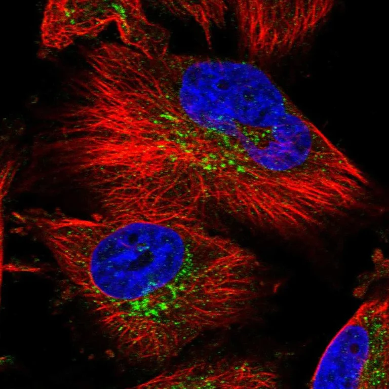 Immunocytochemistry/ Immunofluorescence - Anti-ZIP-3 antibody (AB254868)