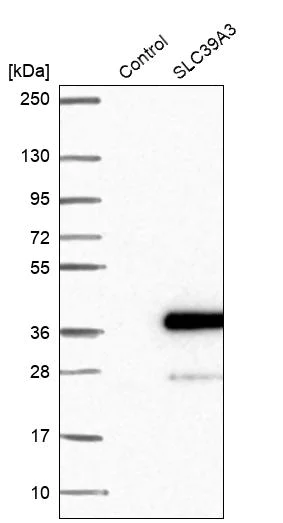 Western blot - Anti-ZIP-3 antibody (AB254868)