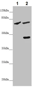 Western blot - Anti-ZIP-4 antibody (AB230099)
