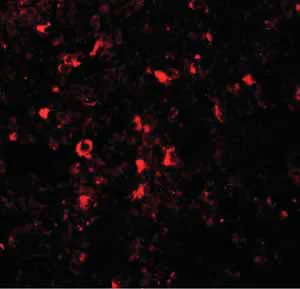 Immunocytochemistry/ Immunofluorescence - Anti-ZIP-5 antibody (AB105194)