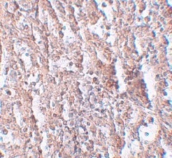 Immunohistochemistry (Formalin/PFA-fixed paraffin-embedded sections) - Anti-ZIP-5 antibody (AB105194)