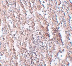 Immunohistochemistry (Formalin/PFA-fixed paraffin-embedded sections) - Anti-ZIP-5 antibody (AB105194)