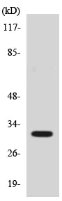 Western blot - Anti-ZIP-9 antibody (AB137205)