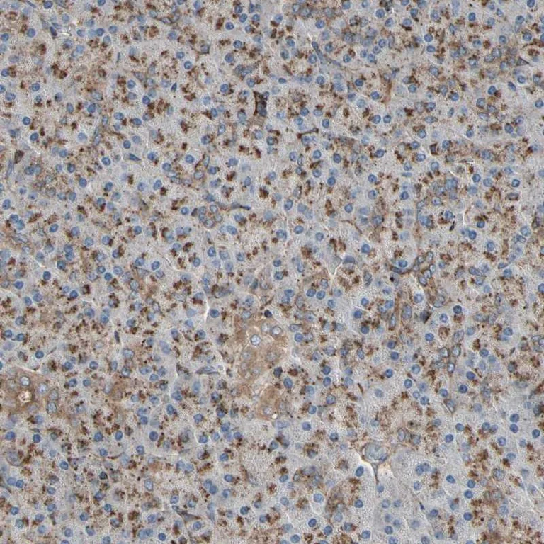 Immunohistochemistry (Formalin/PFA-fixed paraffin-embedded sections) - Anti-ZIP-9 antibody (AB272557)