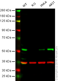 Western blot - Anti-ZIP Kinase antibody [EPR1635] - BSA and Azide free (AB247503), expandable thumbnail