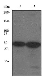 Western blot - Anti-ZIP Kinase antibody [EPR1635] - BSA and Azide free (AB247503), expandable thumbnail