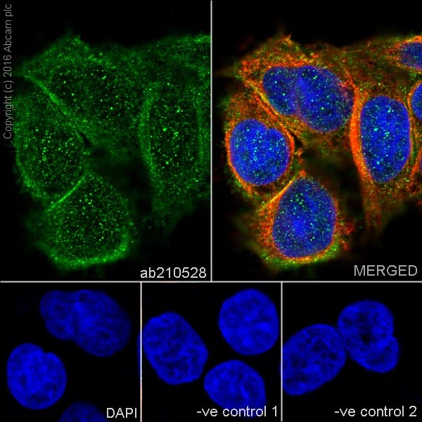 Immunocytochemistry/ Immunofluorescence - Anti-ZIP Kinase antibody [EPR18809-86] (ab210528), expandable thumbnail