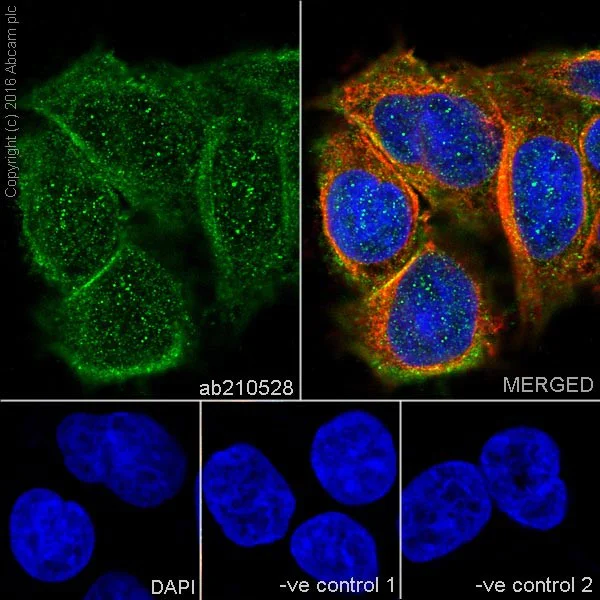Immunocytochemistry/ Immunofluorescence - Anti-ZIP Kinase antibody [EPR18809-86] (AB210528)