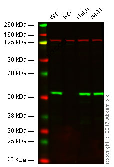 Western blot - Anti-ZIP Kinase antibody [EPR18809-86] (AB210528), expandable thumbnail