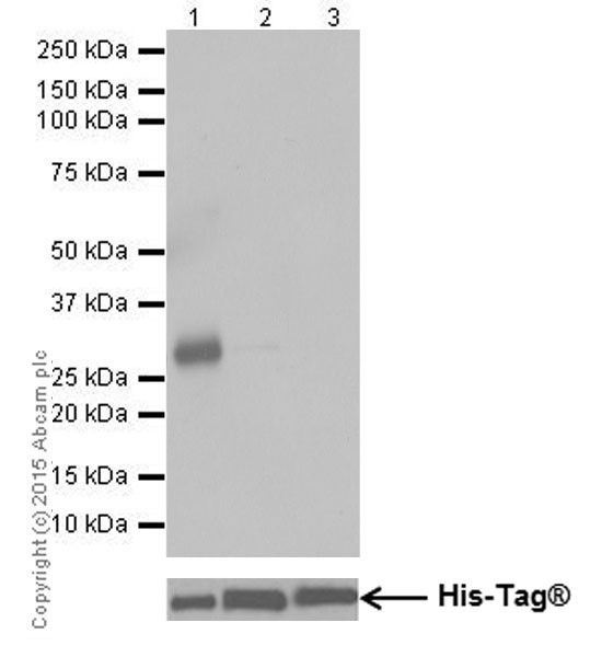 Western blot - Anti-ZIP Kinase antibody [EPR18809-86] (AB210528), expandable thumbnail