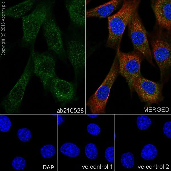 Immunocytochemistry/ Immunofluorescence - Anti-ZIP Kinase antibody [EPR18809-86] - BSA and Azide free (AB251519)