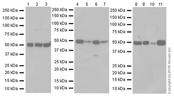 Western blot - Anti-ZIP Kinase antibody [EPR18809-86] - BSA and Azide free (AB251519)