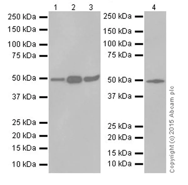 Western blot - Anti-ZIP Kinase antibody [EPR18809-86] - BSA and Azide free (AB251519)