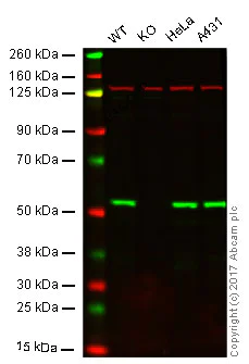 Western blot - Anti-ZIP Kinase antibody [EPR18809-86] - BSA and Azide free (AB251519)