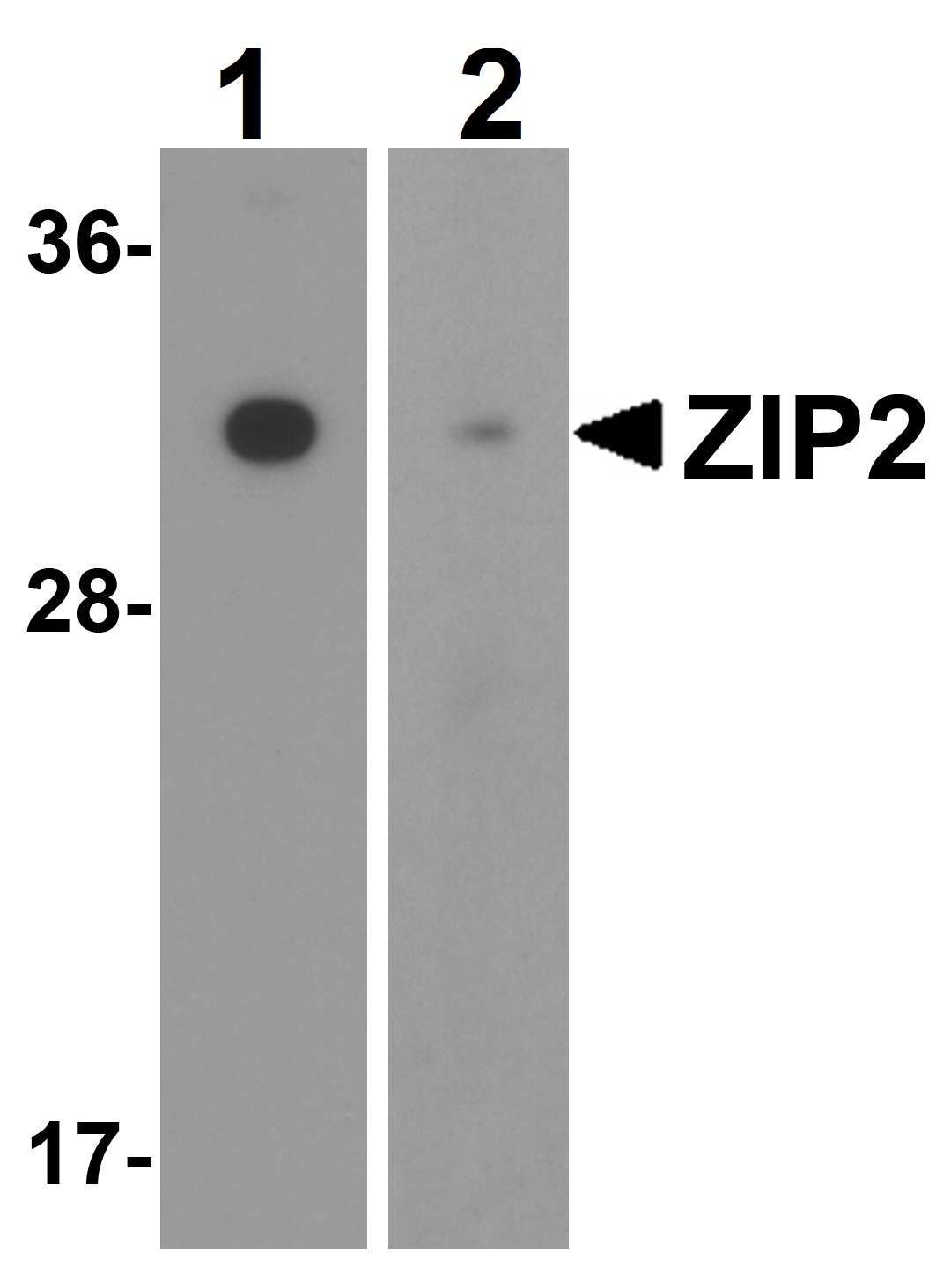 Western blot - Anti-ZIP2 antibody (AB118619)