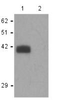 Western blot - Anti-ZIP2 antibody (AB118619)