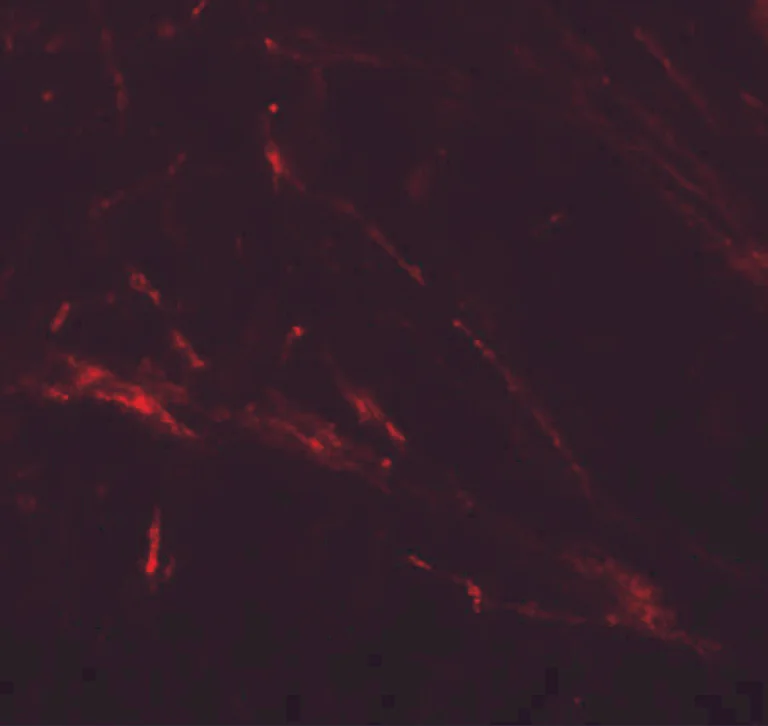 Anti-ZIP7 antibody (ab254566) | Abcam
