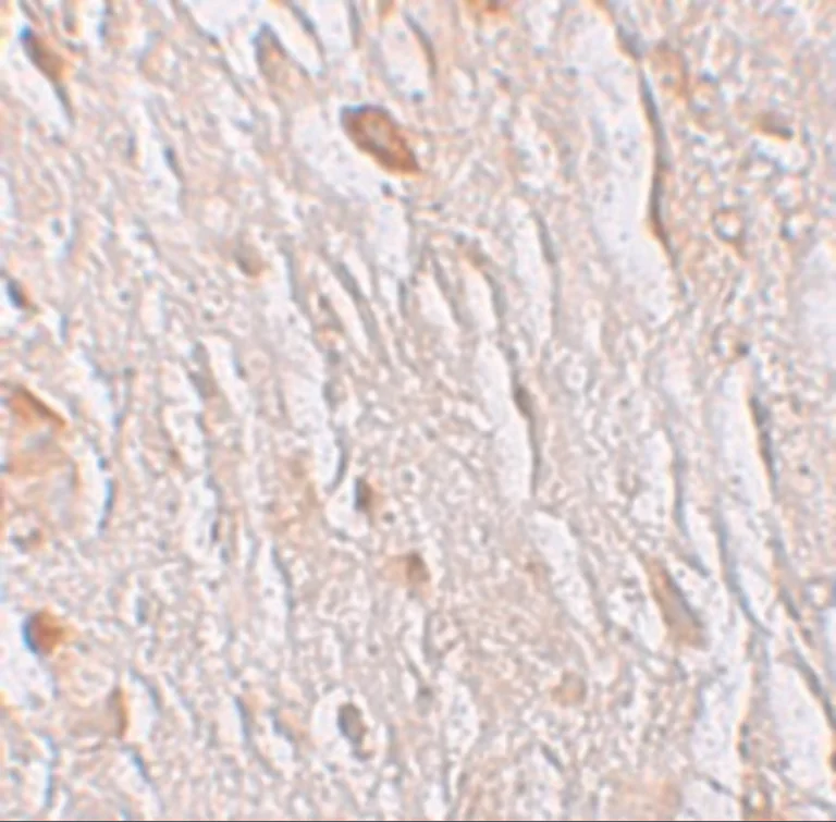 Immunohistochemistry (Formalin/PFA-fixed paraffin-embedded sections) - Anti-ZIP7 antibody (AB254566)